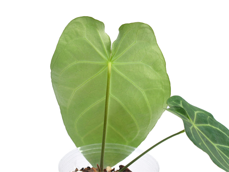 Anthurium Nexus