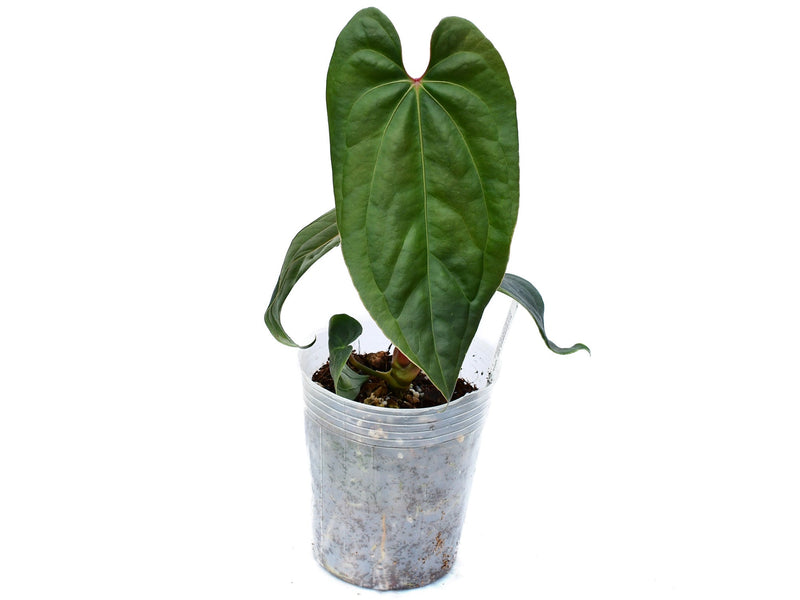 Anthurium Titanium