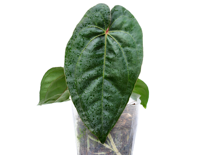 Anthurium Titanium 'Inverse crossing'