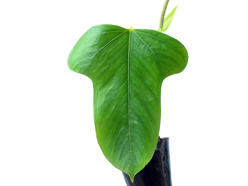 Anthurium bomboizense (medium)