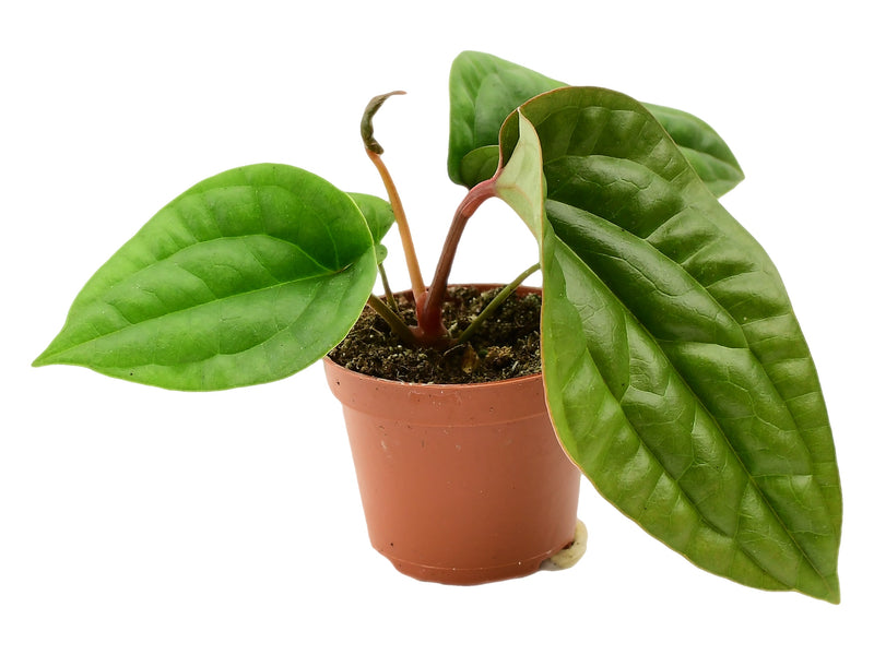 Anthurium luxurians x radicans