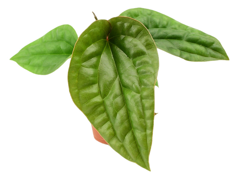 Anthurium luxurians x radicans