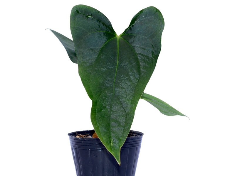 Anthurium papillilaminum 'Jolis' x Anthurium Deborah Ward 'Inverse crossing'
