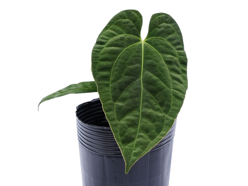 Anthurium papillilaminum x Anthurium Urban Jungle