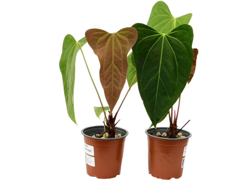 Anthurium Cuyabeno Soul