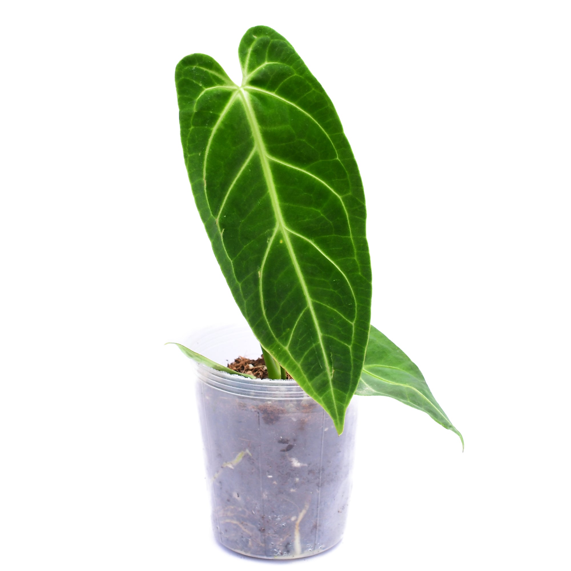 Anthurium Royal — Ecuagenera Europe GmbH