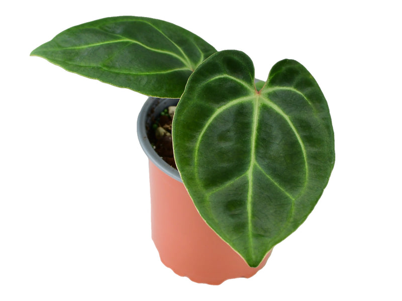 Anthurium besseae cf XS