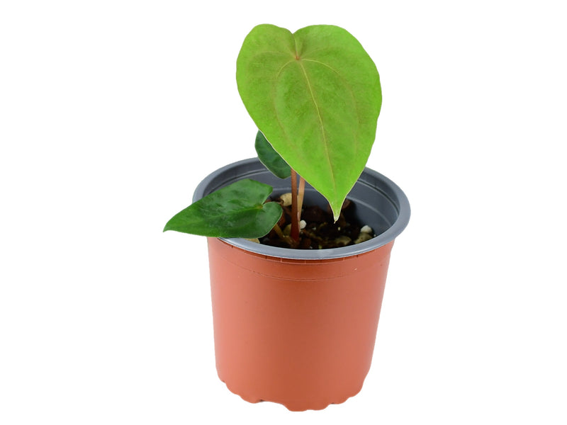 Anthurium papillilaminum XS