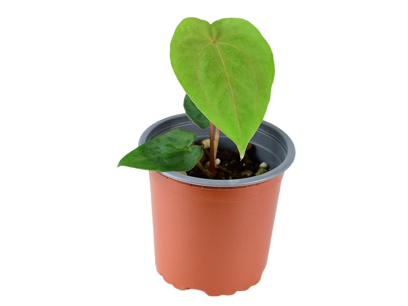 Anthurium papillilaminum XS CH