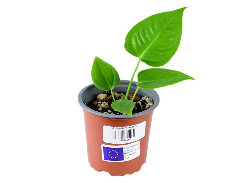 Anthurium veitchii S (11cm Topf)