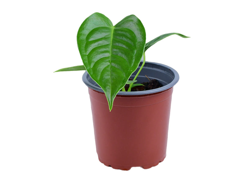 Anthurium veitchii S (11cm Topf)