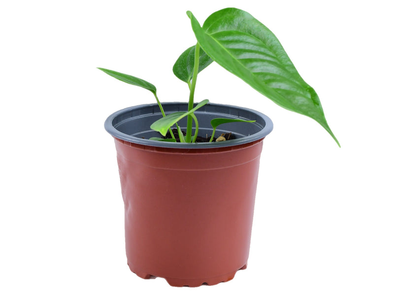 Anthurium veitchii S (11cm Topf)