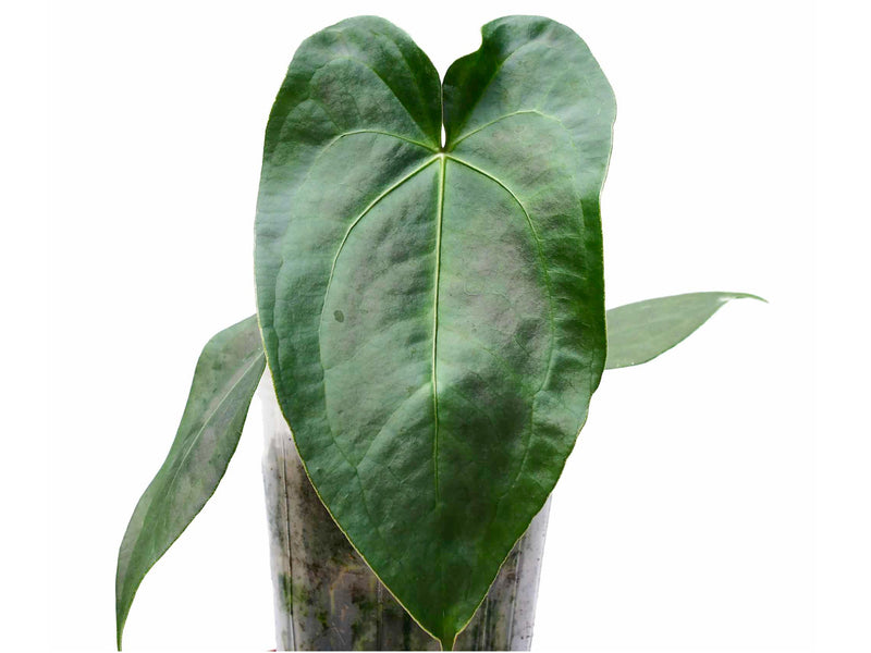 Anthurium Amazon Beauty
