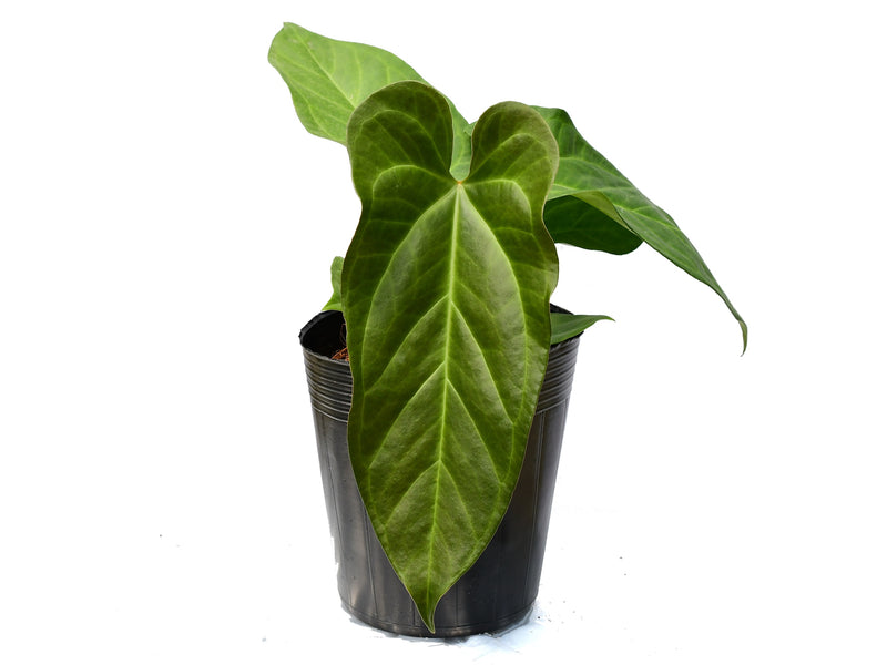 Anthurium Beautiful Wonder
