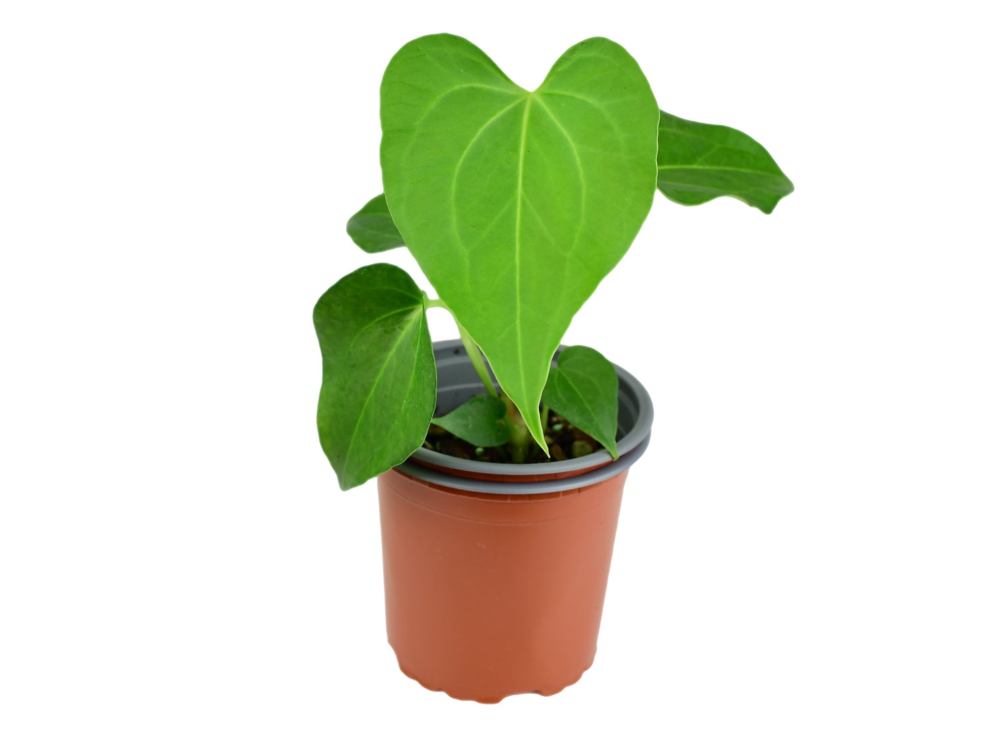 Anthurium Delta Force (S) — Ecuagenera Europe GmbH