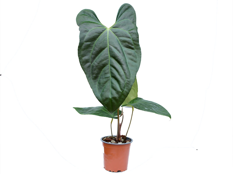 Anthurium Gigi Dreams