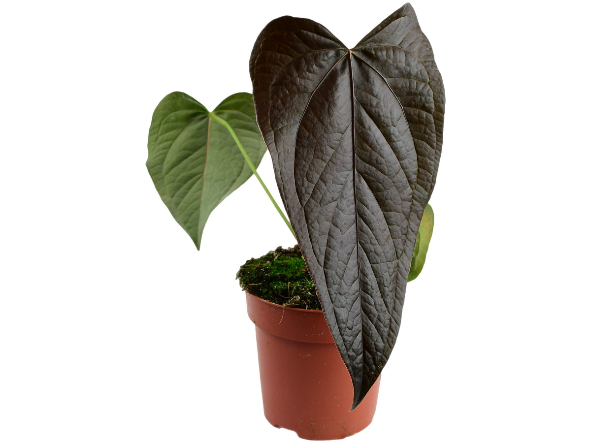 Anthurium Queen of Hearts — Ecuagenera Europe GmbH