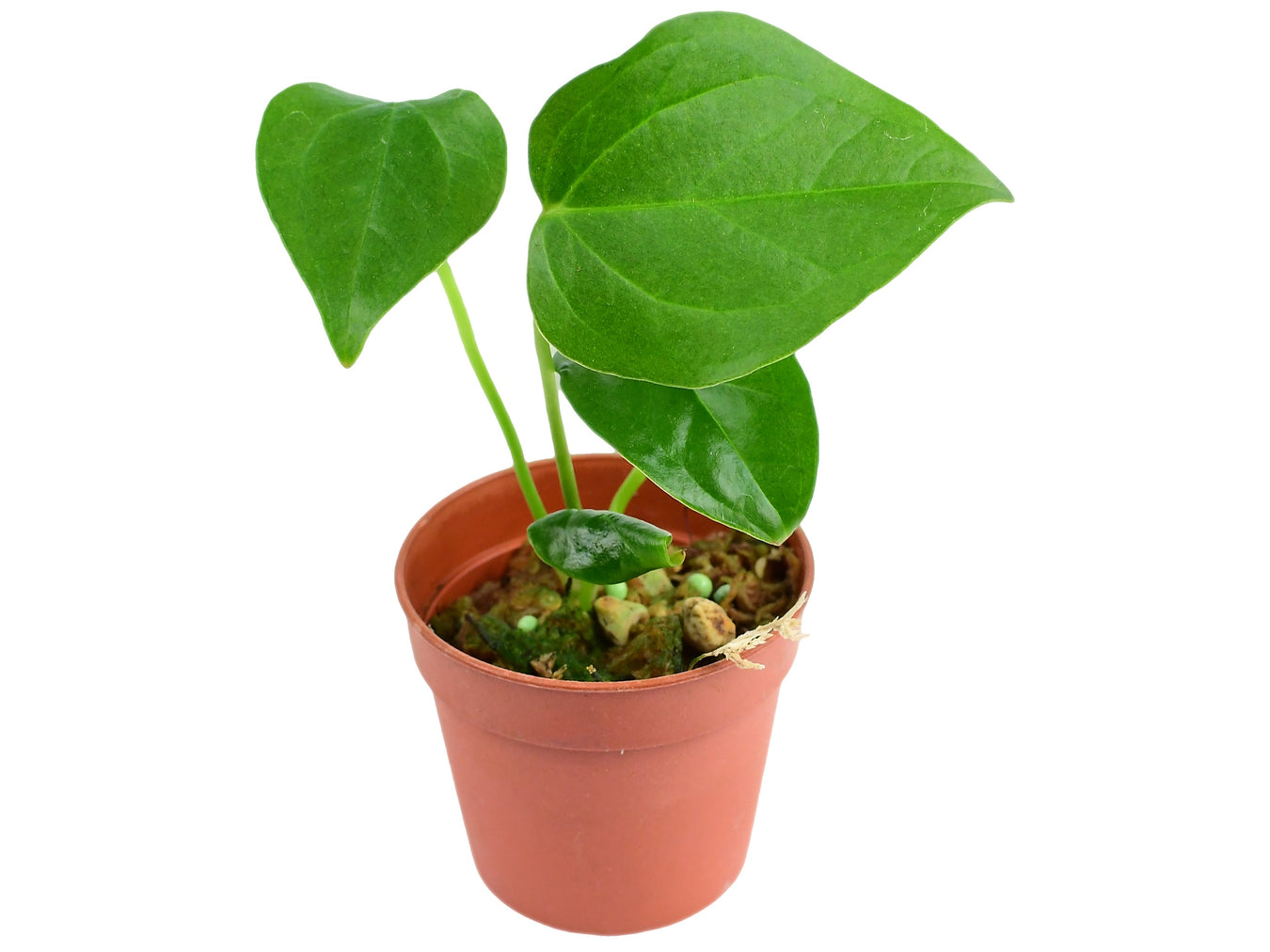 Hybrides d'Anthurium