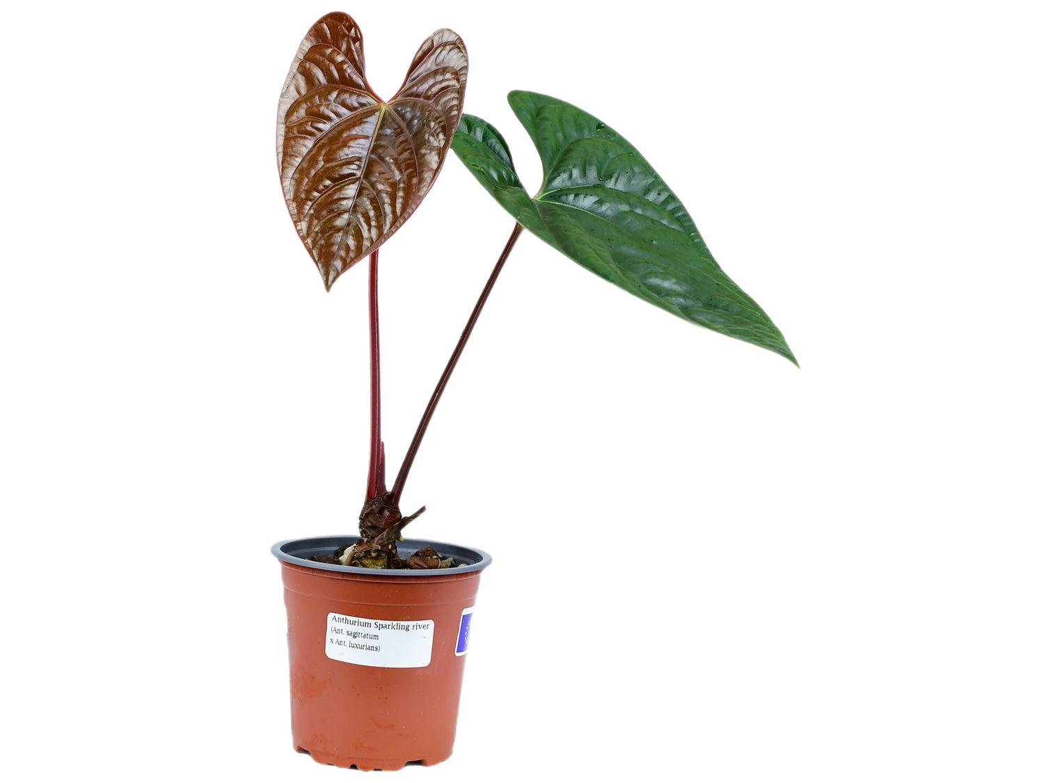 Anthurium Sparkling River