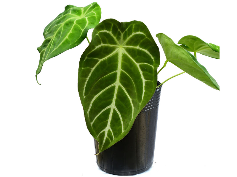 Anthurium Sweet Mystery