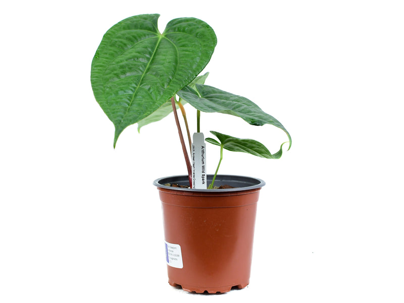 Anthurium Wild Spark