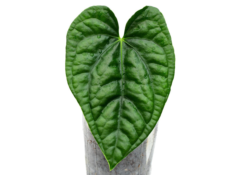 Anthurium After Midnight