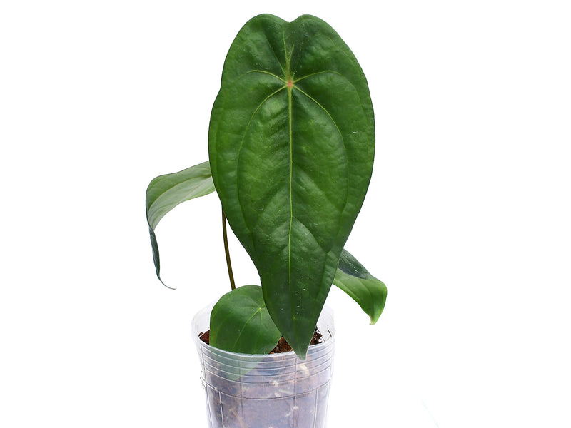 Anthurium Amazon Joy 'Inverse crossing'