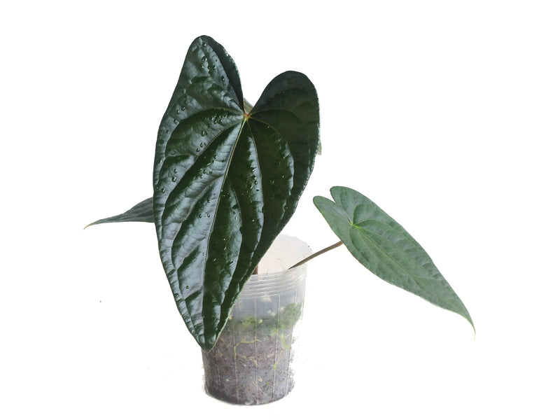 Anthurium Andean Moon x Anthurium Luxury Jungle