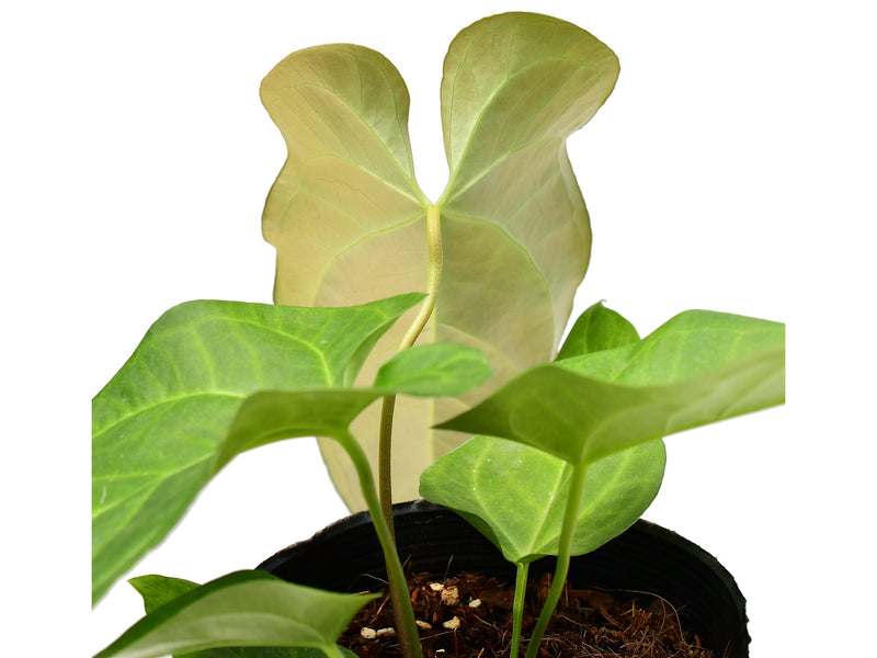Anthurium Beautiful Wonder