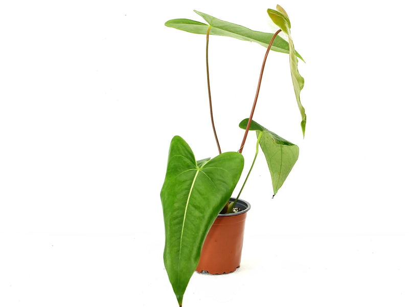 Anthurium Black Coral Gigi