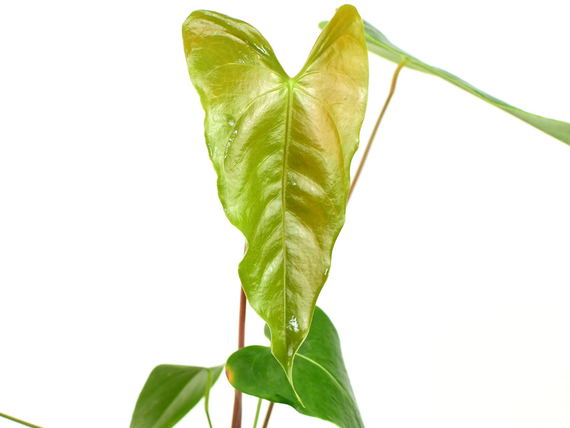 Anthurium Black Coral Gigi