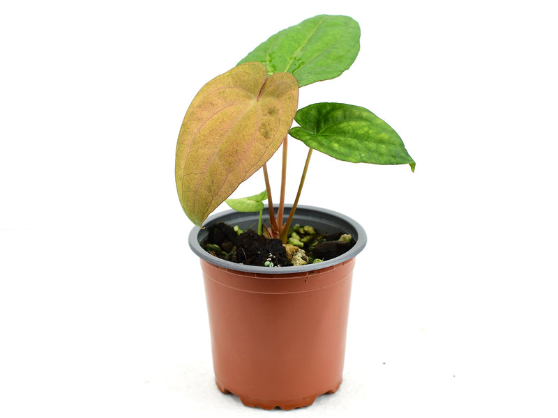 Anthurium Dark Phoenix Variegated