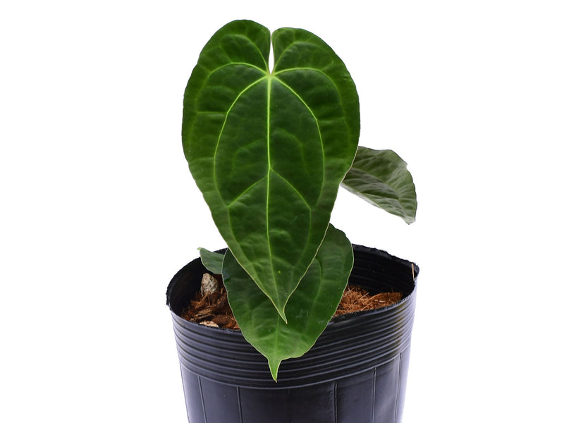 Anthurium Deborah Ward inverse crossing