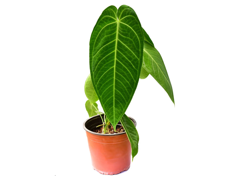 Anthurium Ecuagenera Queen 'Inverse crossing’ (seedling)