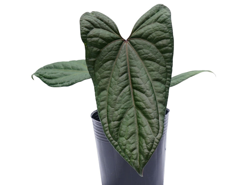 Anthurium The Jungle of Greece