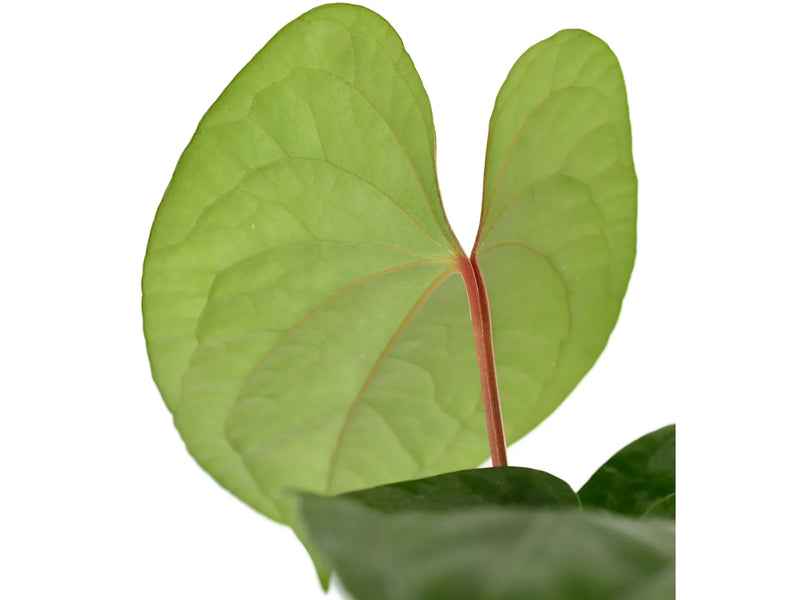 Anthurium Happy Bunny s
