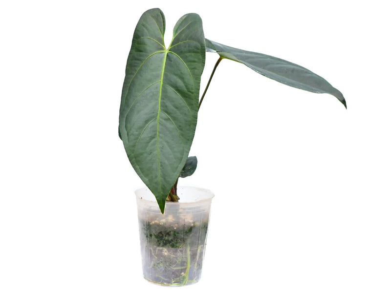 Anthurium JL Caamano Taste s