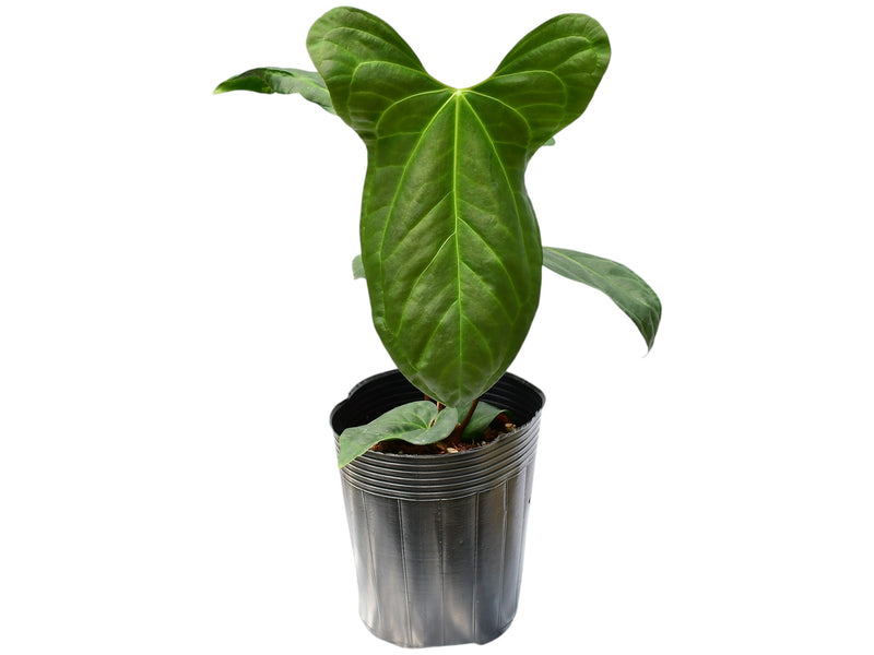 Anthurium Jungle Dreams