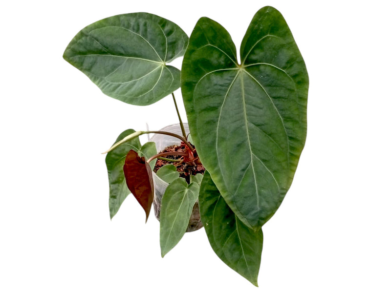 Anthurium Lavinia x Anthurium Lightning