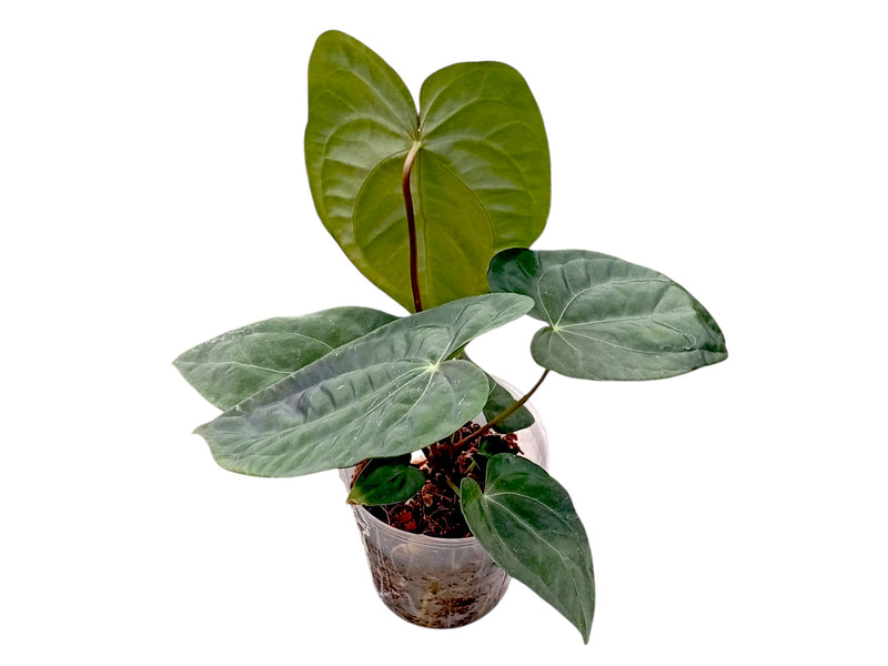 Anthurium Lavinia x Anthurium Lightning