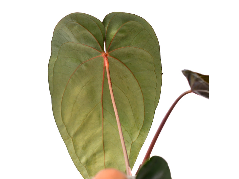 Anthurium Leonie Portilla