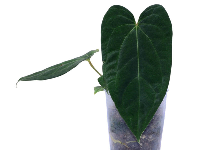 Anthurium Magnificent Girl 'Fantasy' x Anthurium dressleri
