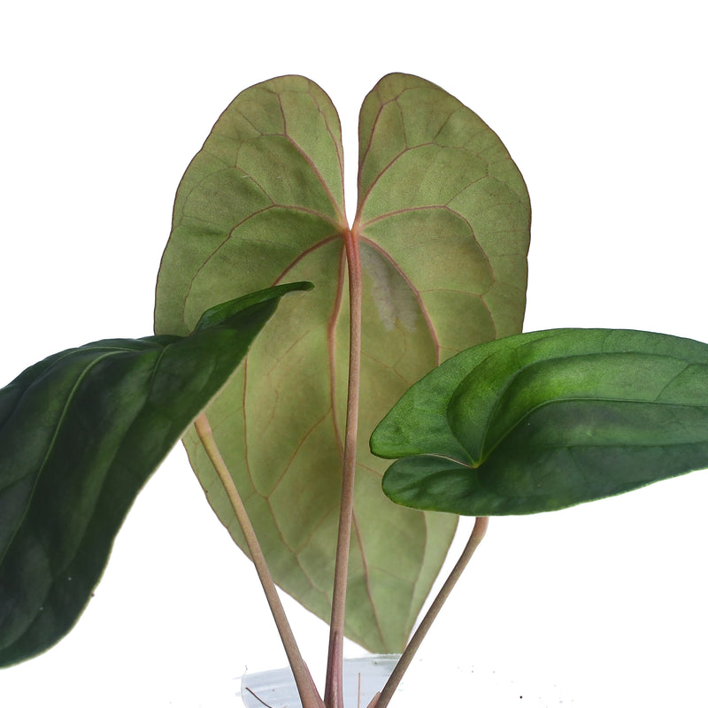 Anthurium Midnight Moon
