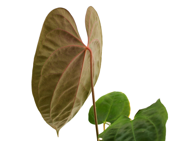 Anthurium Midnight Moon