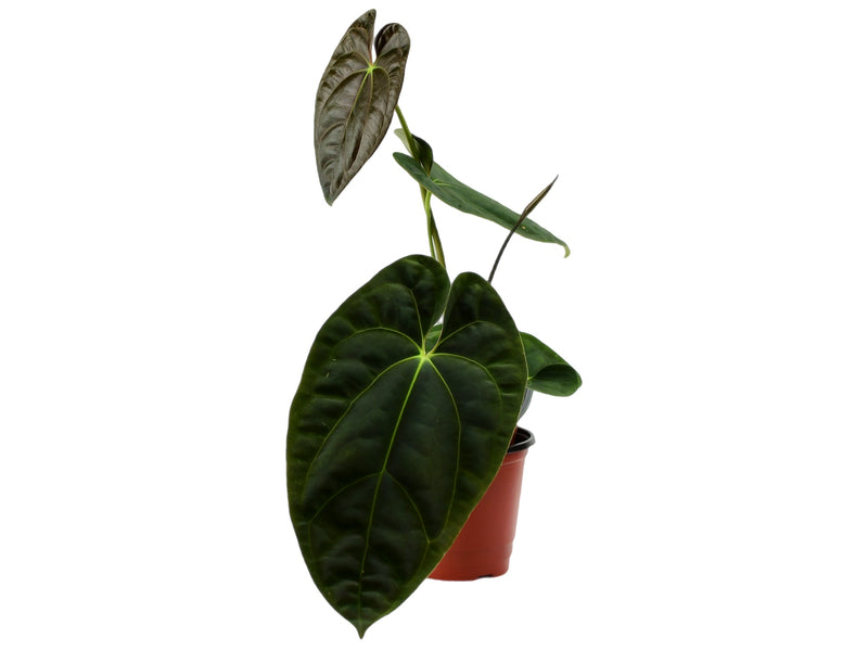 Anthurium Midnight Moon