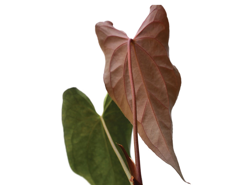Anthurium Neon Lace