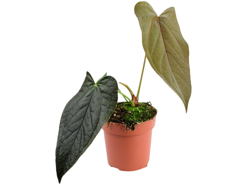 Anthurium Queen of Hearts XS (Topf 5cm)
