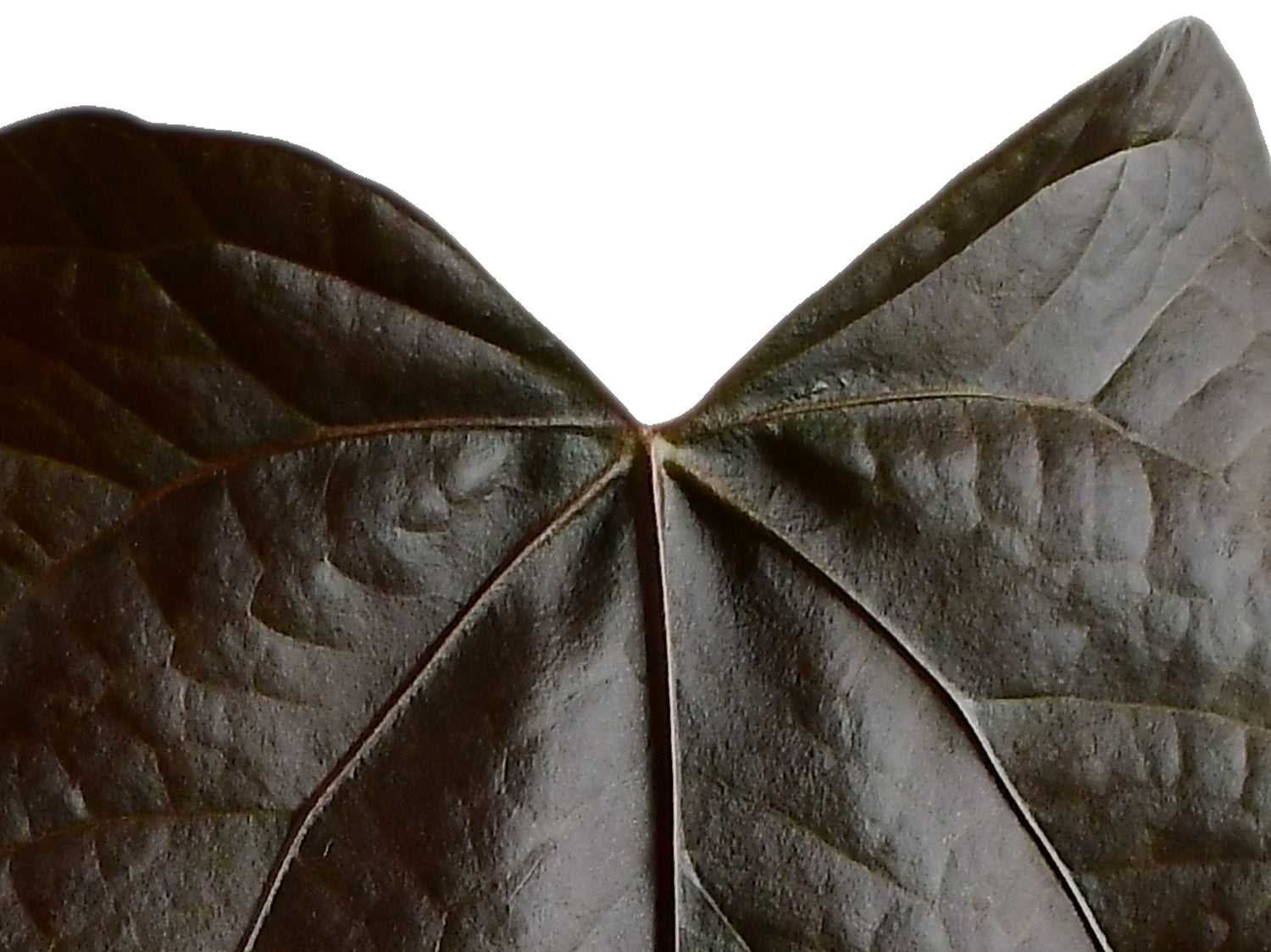 Anthurium Queen of Hearts XS (Topf 5cm)