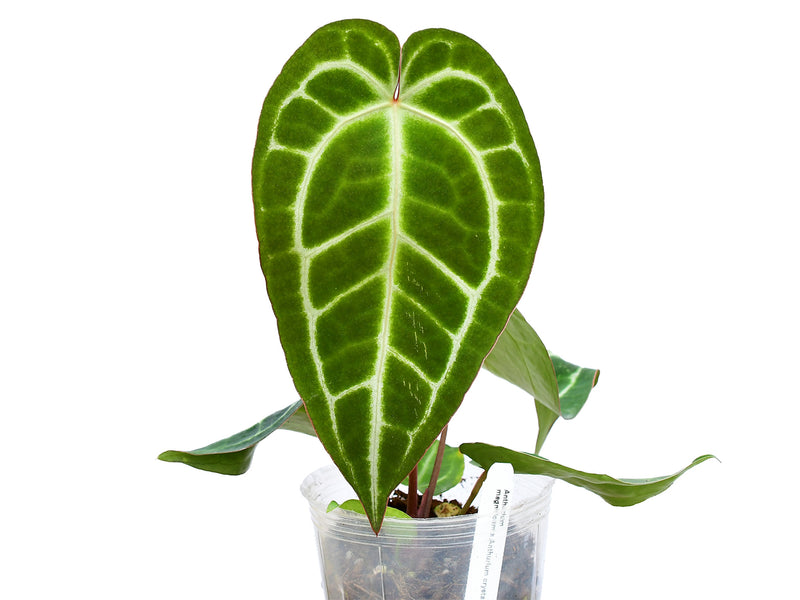 Anthurium Shuar Soul 'Inverse crossing'