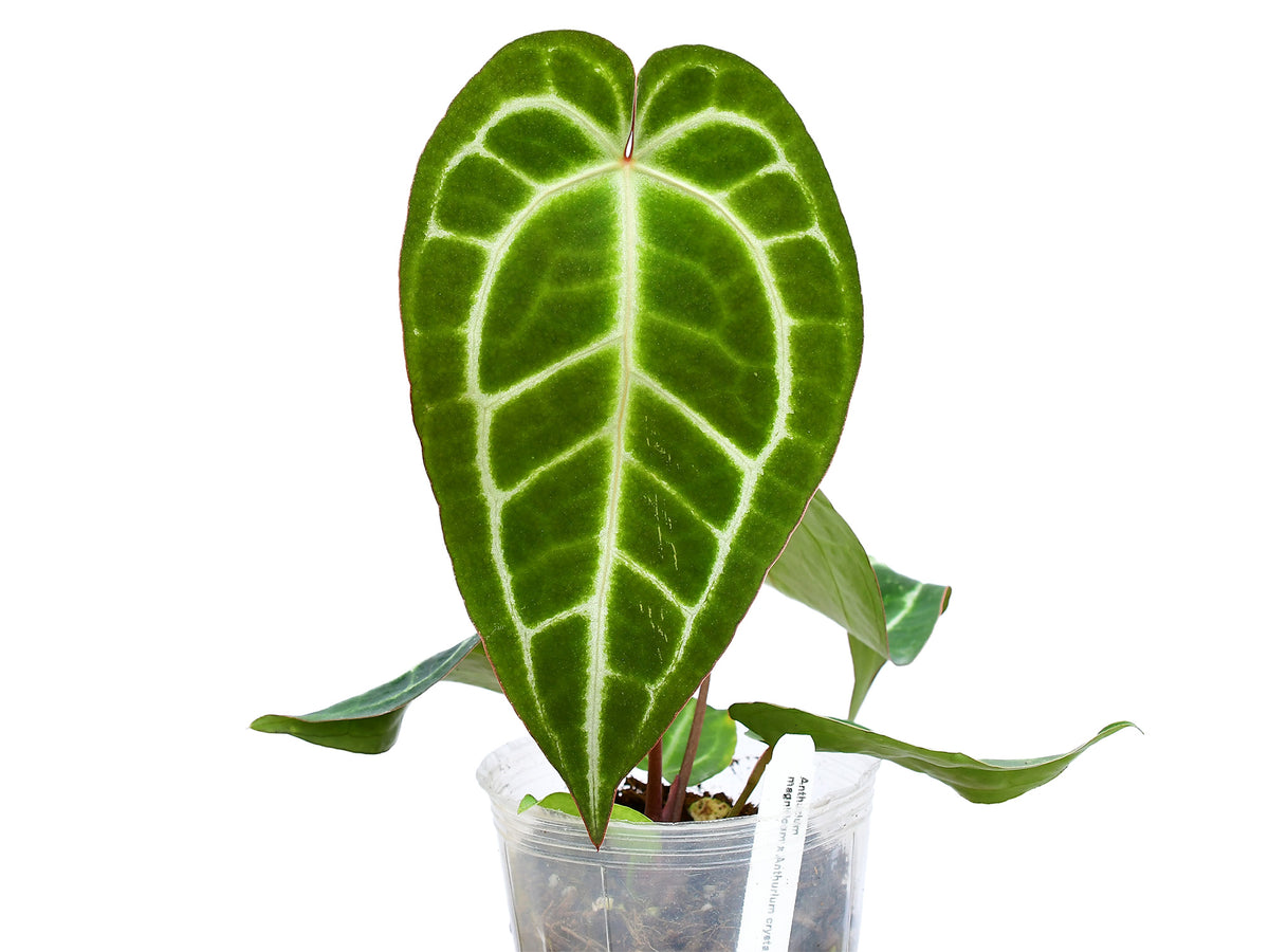 Anthurium Shuar Soul 'Inverse crossing' — Ecuagenera Europe GmbH